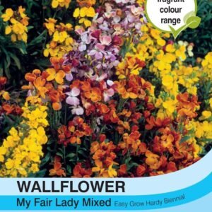 Thompson & Morgan Wallflower My Fair Lady Mixed 400 Seed