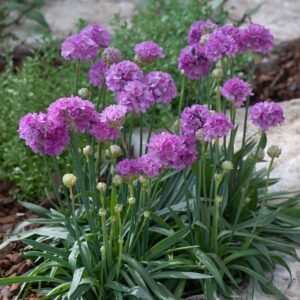 Armeria Ballerina Lilac Seeds