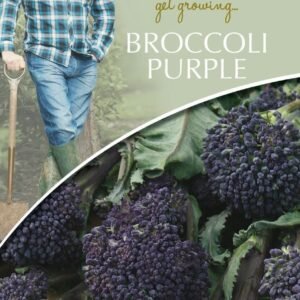 Mr Fothergills - David Domoney - Vegetable - Broccoli Sprouting - Summer Purple - 150 Seeds