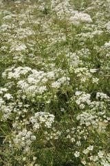 Wild Flower BurnetSaxifage Pimpinella saxifrage Seeds