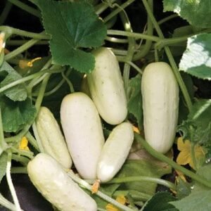 Organic Cucumber Salt and Pepper Seeds