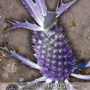 Thompson & Morgan Kew Flower Eryngium Leavenworth II - 25 Seeds