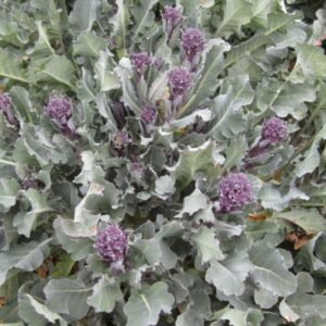 Organic Broccoli Purple Sprouting Santee F1 Hybrid Seeds