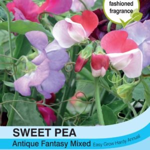 Thompson & Morgan Sweet Pea Antique Fantasy Mix Seed