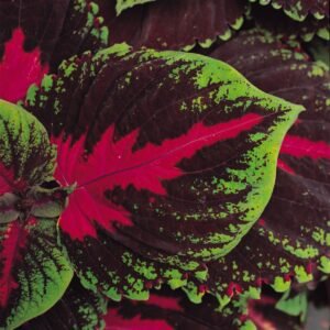 Coleus Kong Red Pelleted Seeds