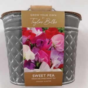 Taylors - Sweet Pea Metal Planter
