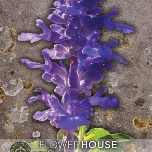 Thompson & Morgan Kew Flower Salvia farinacea Victoria Blue - 400 Seeds