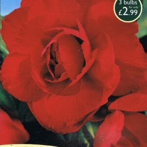 Taylors Double Begonia - Red - 3 Tubers - Pots and Borders