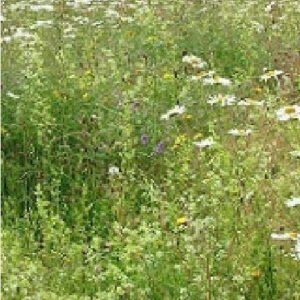 Wild Flower Economy Meadow Mixture Long Season Seeds