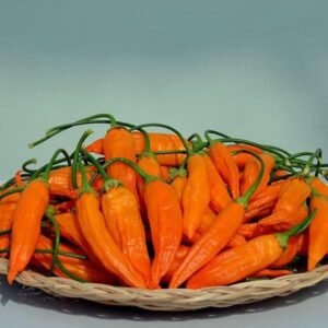 Pepper (Chilli) Havana Gold Seeds