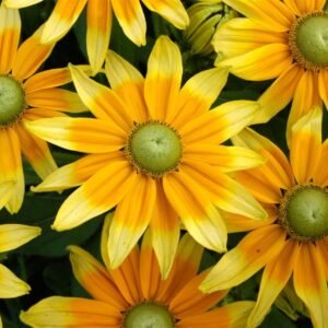 Rudbeckia Prairie Sun Seeds