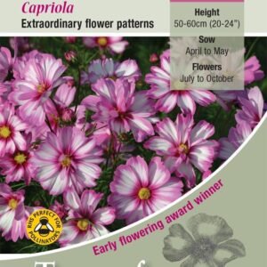 Kings Seeds  Cosmos Capriola Seeds
