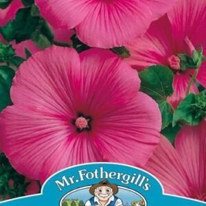Mr Fothergills - Flower - Lavatera - Ruby Regis Seeds