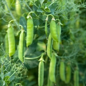Pea Petit Pois Provencal Seeds