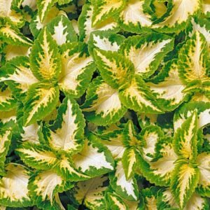 Coleus Wizard Jade Seeds