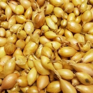 Japanese Autumn Onion Sets Senshyu Seeds