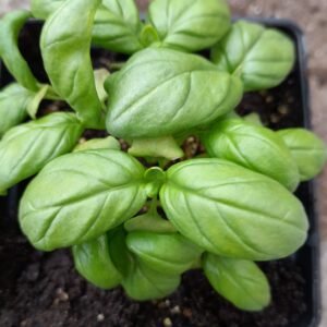 Organic Herb Basil Nufar F1 Hybrid Seeds