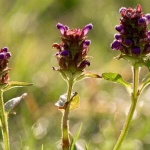 Wild Flower Self Heal Prunella vulgaris Seeds