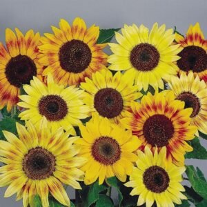 Sunflower Music Box Mix Seeds