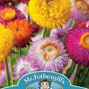 Mr Fothergills - Flower - Helichrysum - Strawflower Mix - 250 Seeds