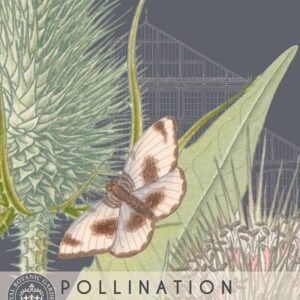 Thompson & Morgan Kew Pollinators Flower Wild Teasel - 100 Seeds