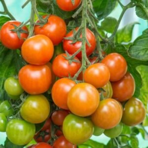 Tomato Sweet Success F1 Hybrid Seeds