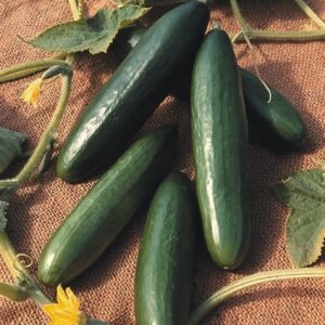 Cucumber La Diva Seeds