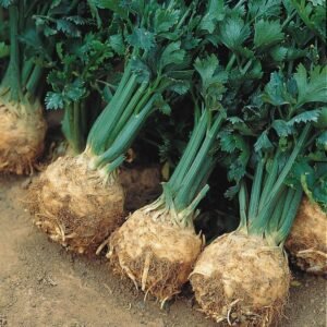 Celeriac Prinz Seeds