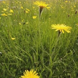 Wild Flower Rough Hawkbit Leontodon hispidus Seeds
