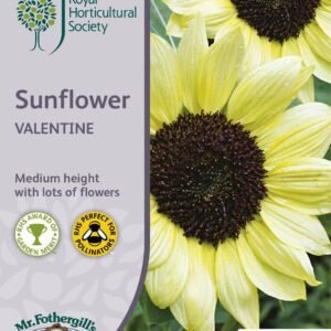 Mr Fothergills RHS Sunflower Valentine 40 Seeds