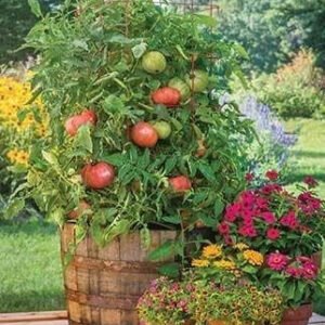 Tomato Atlas Hybrid Seeds