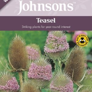 Johnson Seeds - Wild Flower - Teasel  - 150 Seeds