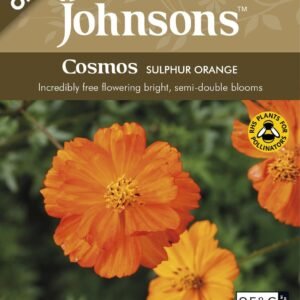 Johnson Seeds - Organic Flower - Cosmos Sulphur Orange - 50 Seeds