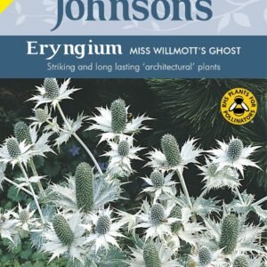 Johnson Seeds - Flower - Eryngium Miss Willmotts Ghost - 50 Seeds