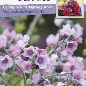 Johnson Seeds - Sarah Raven Flower - Cynoglossum Mystery Rose  -
