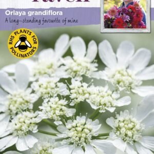 Johnson Seeds - Sarah Raven Flower - Orlaya Grandiflora - 25 Seeds