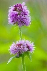 Wild Flower Water Mint Mentha aquatica Seeds