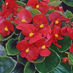 Begonia Heaven Red F1 Hybrid Seeds  -  Reduced due to short date