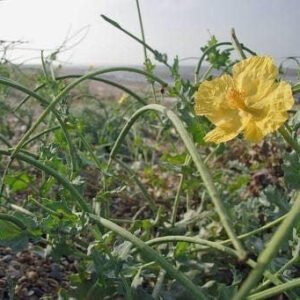Wild Flower Yellow HornedPoppy Glaucium Seeds