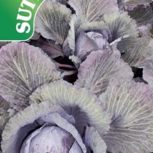 Sutton Seeds - Cabbage Seeds - F1 Lodero