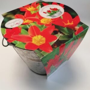 Beautifleur - Tulip Scarlet Baby Metal Planter