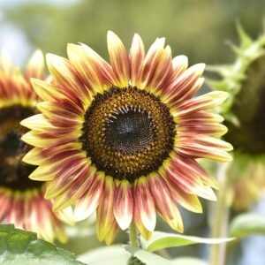 Sunflower Cherry Rose Seeds