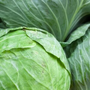 Kings Seeds Cabbage Holland Late Winter 450 Seeds
