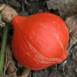 Squash Sunspot Seeds