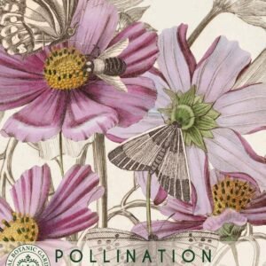 Thompson & Morgan Kew Pollinators Flower Cosmos - 200 Seeds
