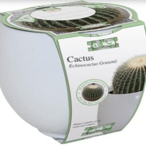 Bees Cactus Grow Set - Barrel Cactus Seeds