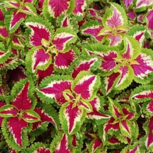 Coleus Kong Rose Seeds