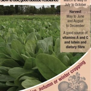 Kings Seeds  Spinach Colusa F1 Seeds