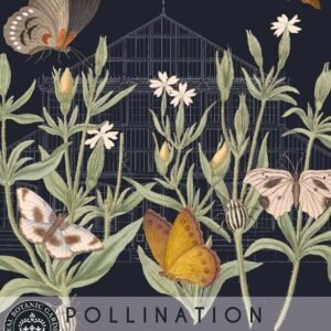 Thompson & Morgan Kew Pollinators Flower Night Flowering Catchfly - 200 Seeds
