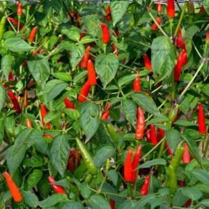 Pepper (Chilli) Lancera seeds